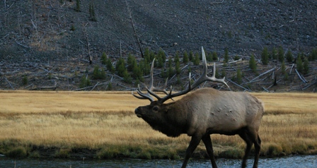 Bull elk in Yellowstone Park